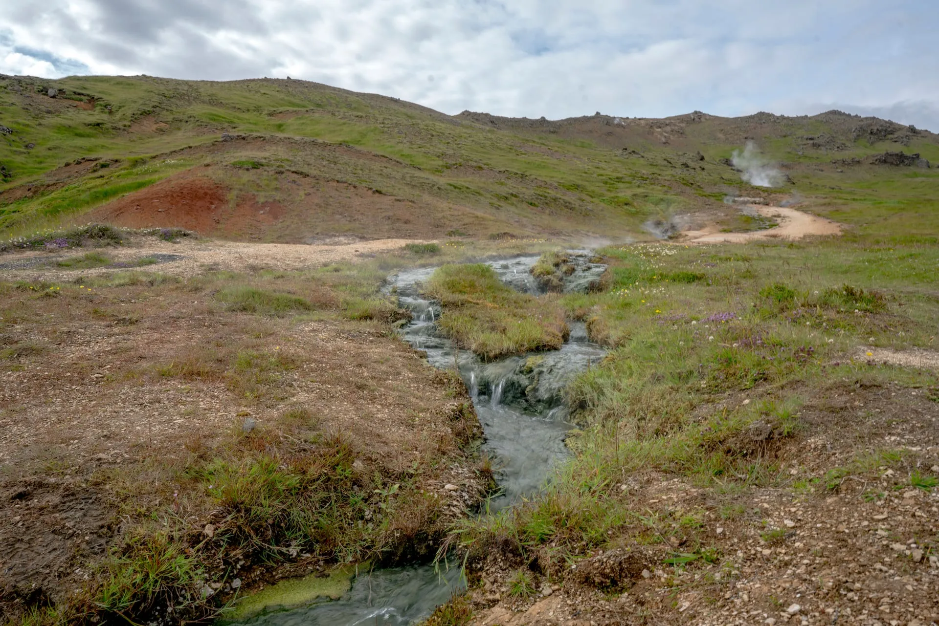 The steaming geothermal hot river at Reykjadalur winding through a green valley near Hveragerði, with steam rising from the slopes and wildflowers along the banks