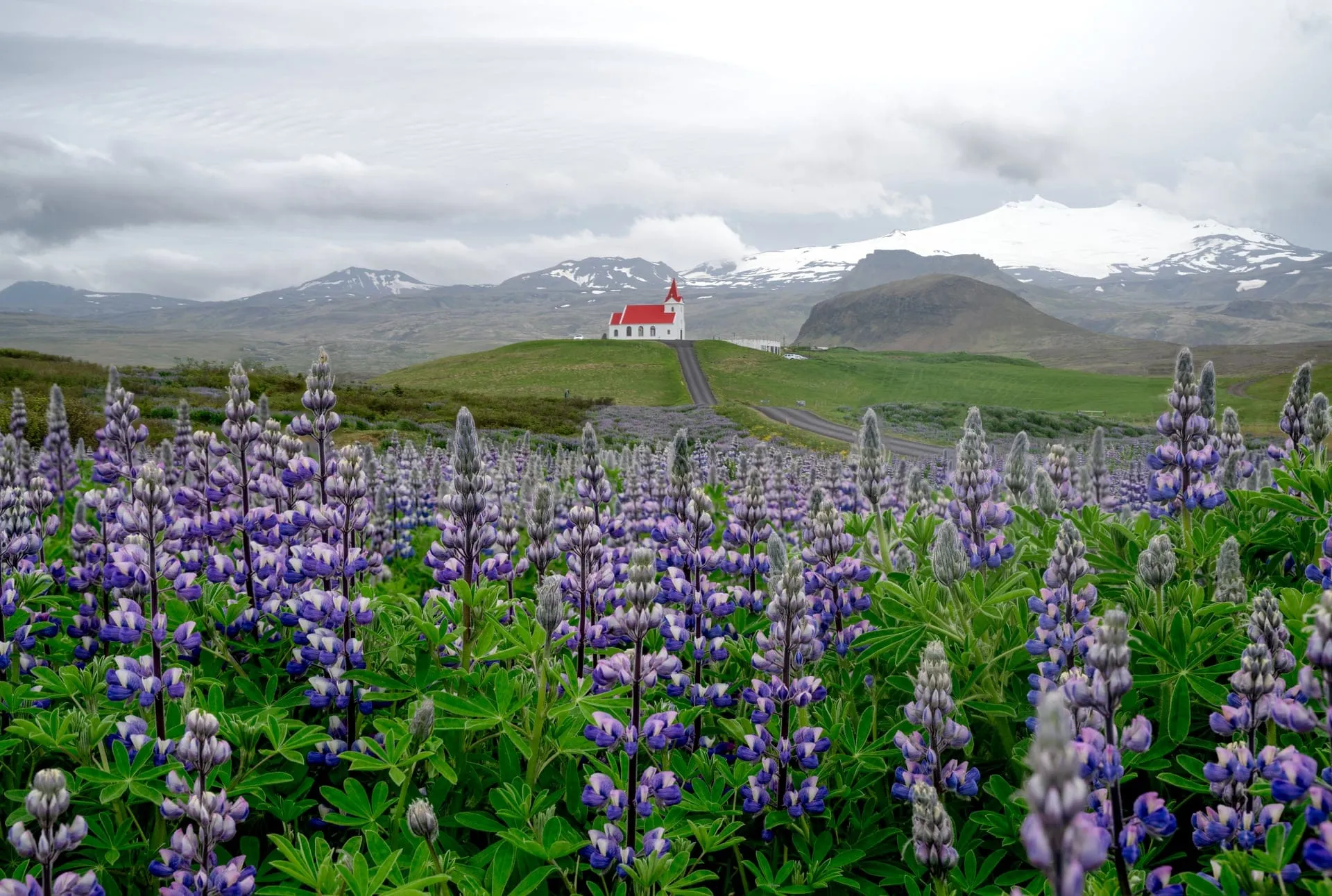 A field of purple Nootka lupines in bloom beside a small Icelandic church, with snow-capped mountains behind, in late spring