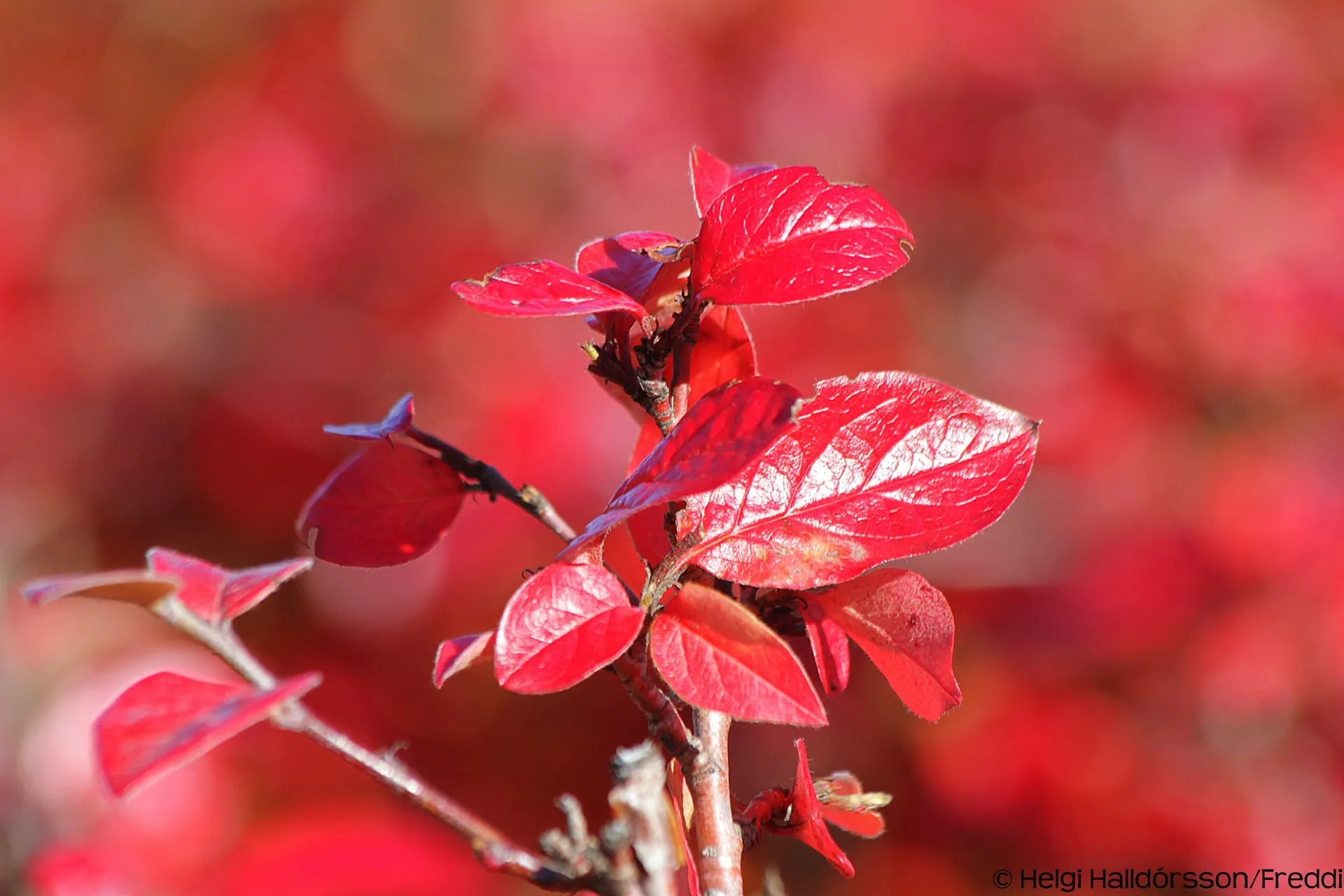 Shrubs turning deep red and orange against a grey Icelandic sky in mid-September as autumn colour arrives