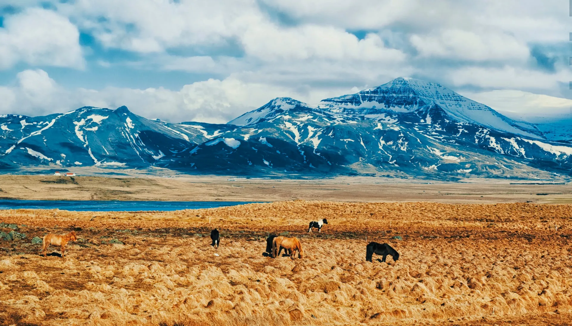 A herd of Icelandic horses grazing in an open Icelandic pasture, one of the gentle, kid-friendly animals families meet all over the country