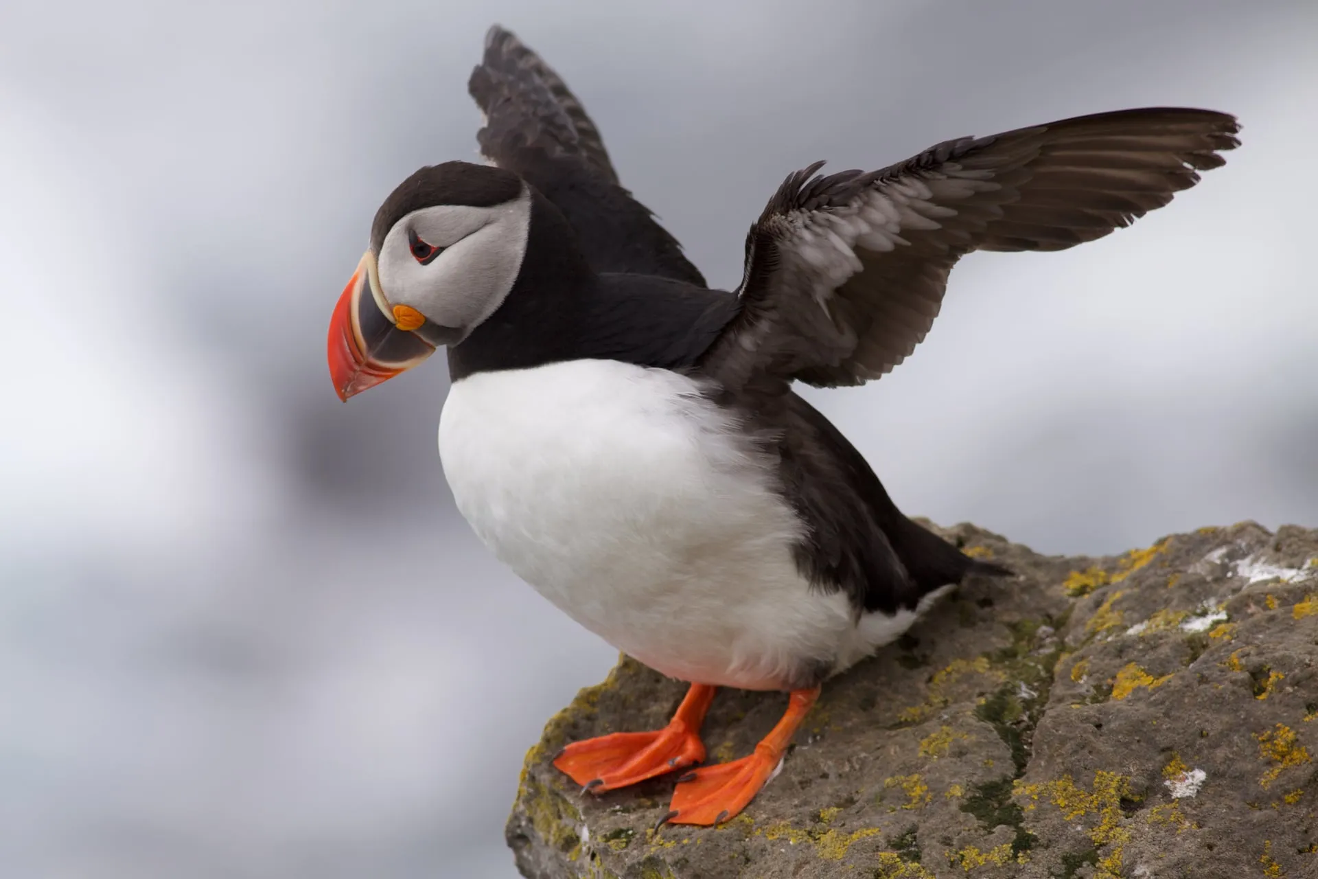 An Atlantic puffin spreading its wings on a sea-cliff clifftop at Látrabjarg in the Icelandic Westfjords during the summer nesting season